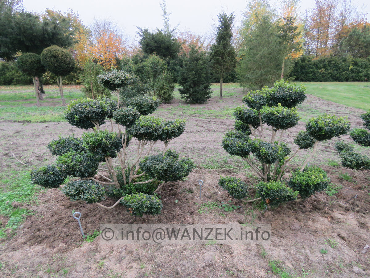 Buchsbaum Bonsai 01.JPG